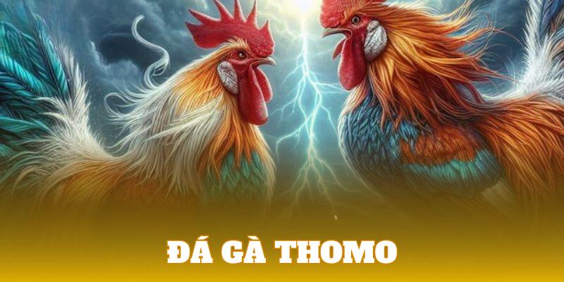 Đá Gà Thomo | Loại Hình Chọi Kê Online Đặc Sắc Nhất Khu Vực